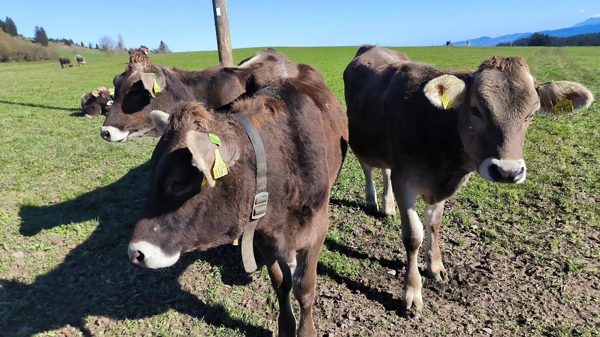 Fewo Allgaeuerle1604 Mit Hallenbad, Sauna Und Wlan Missen-Wilhams
